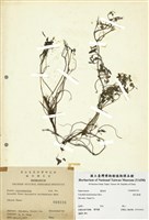 藏品(密花黃菫)的圖片